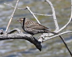 Agelaius phoeniceus