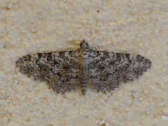 Eupithecia semigraphata