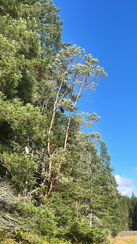 Arbutus menziesii observed 2026-10-28
