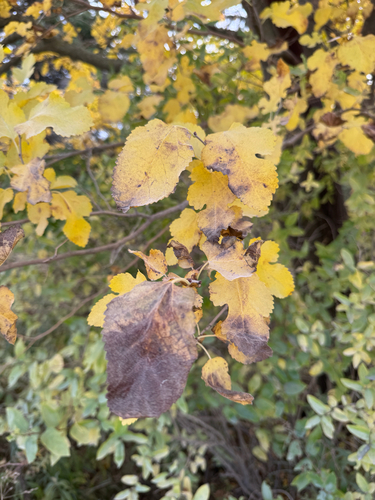 Morus alba observed 2026-10-28