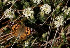 Pimelea glauca