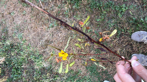 Cassia observed 2026-10-28