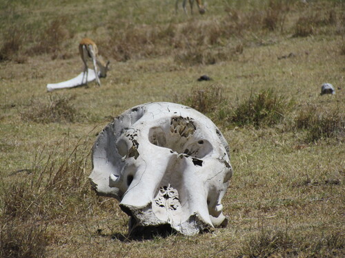 Loxodonta africana photograph by the iNaturalist community