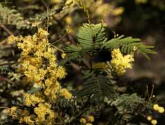 Acacia nanodealbata