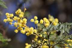 Acacia dealbata dealbata