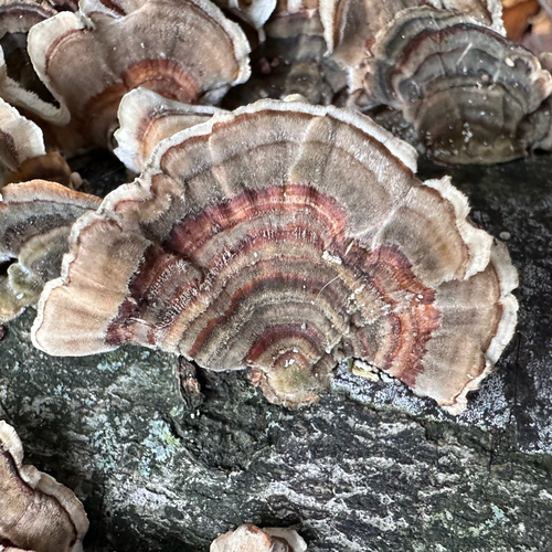 Trametes versicolor observed 2026-10-28