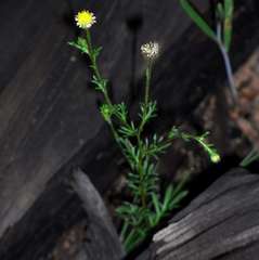 Brachyscome ciliaris brachyglossa