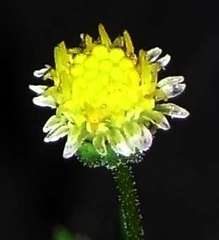 Brachyscome ciliaris brachyglossa