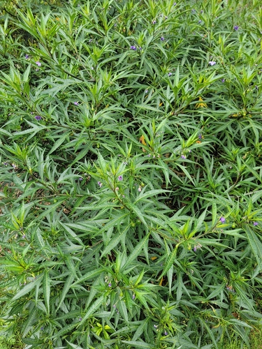 Solanum observed 2026-10-29