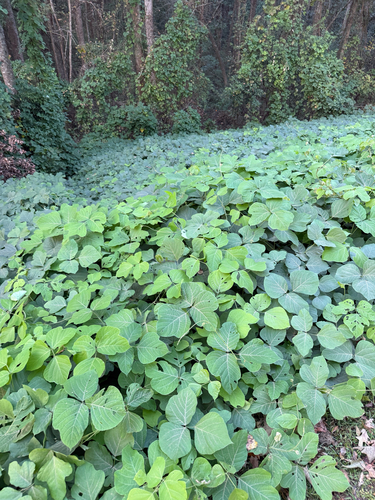 Pueraria montana observed 2026-10-28