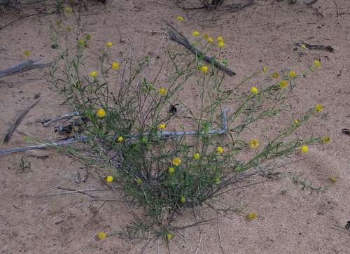 Image of Calotis erinacea by (c) Russell Best, some rights reserved (CC BY)