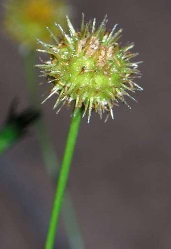 Image of Calotis erinacea by (c) Russell Best, some rights reserved (CC BY)
