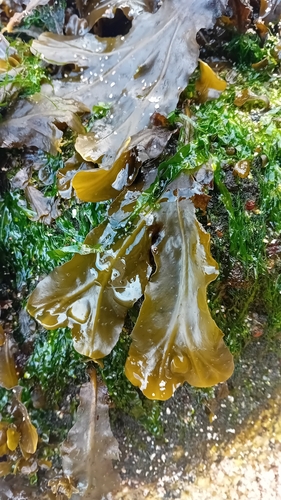 Fucus vesiculosus observed 2026-10-28