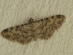Eupithecia semigraphata
