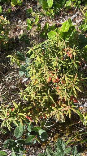 Rhododendron observed 2026-10-28