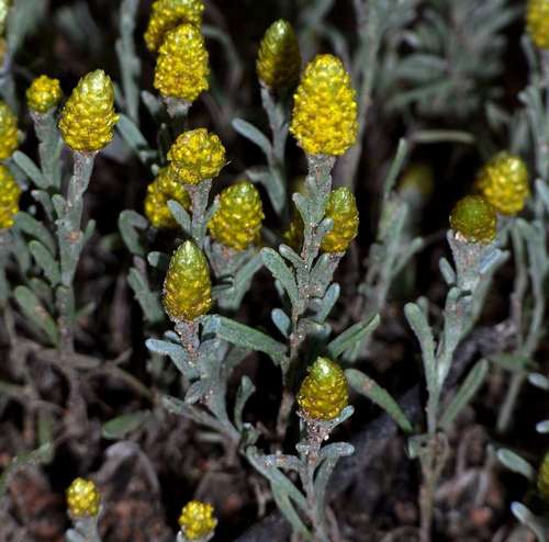 Image of Angianthus tomentosus by (c) Russell Best, some rights reserved (CC BY)