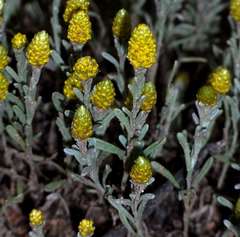 Angianthus tomentosus