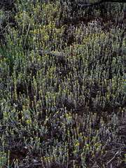 Angianthus tomentosus