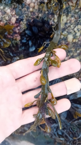 Ascophyllum nodosum observed 2026-10-28