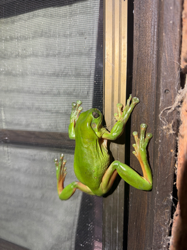 Litoria observed 2026-10-28
