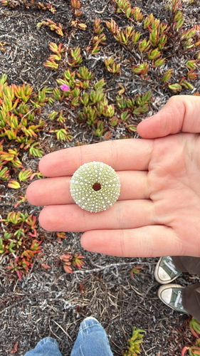 Strongylocentrotus purpuratus observed 2026-10-28