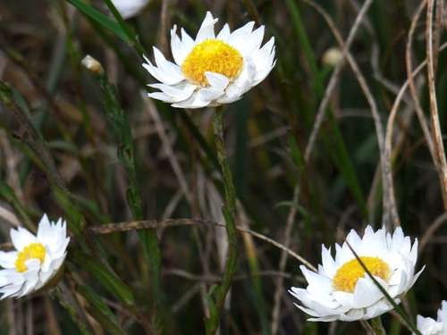Image of Rhodanthe stuartiana by (c) Russell Best, some rights reserved (CC BY)