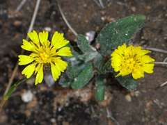 Podolepis rugata rugata