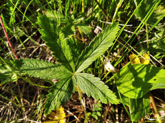 Potentilla chrysantha