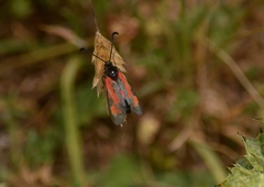 Zygaena punctum