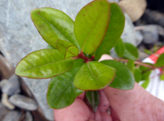 Metrosideros kermadecensis