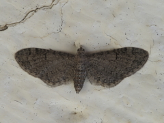 Eupithecia ultimaria