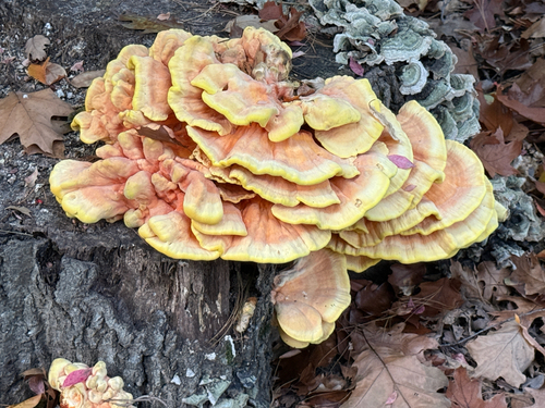 Laetiporus sulphureus observed 2026-10-28