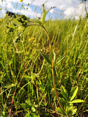 Potentilla chrysantha