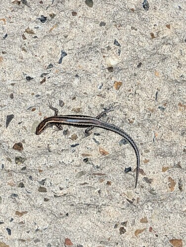 Cryptoblepharus observed 2026-10-29