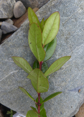 Metrosideros kermadecensis