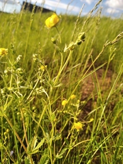 Potentilla chrysantha
