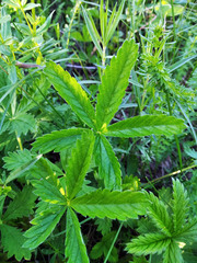 Potentilla chrysantha