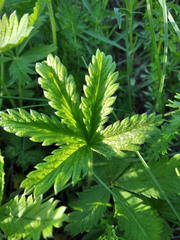 Potentilla chrysantha