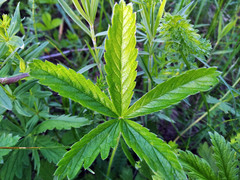 Potentilla chrysantha