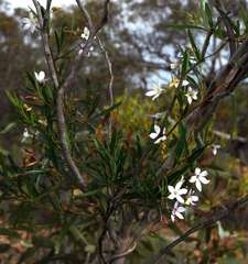 Billardiera cymosa