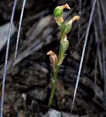 Pterostylis mutica