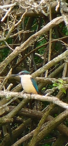 Todiramphus sanctus observed 2026-10-29