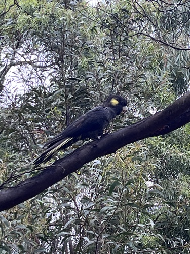 Cacatua observed 2026-10-29