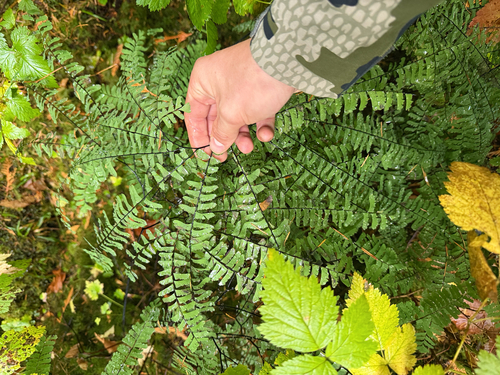 Adiantum observed 2026-10-28