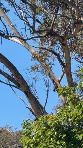 Cacatua observed 2026-10-29