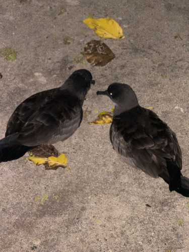 Puffinus pacificus observed 2026-10-26