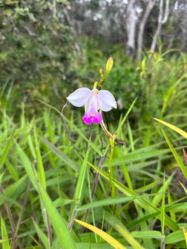 Arundina graminifolia observed 2026-10-26