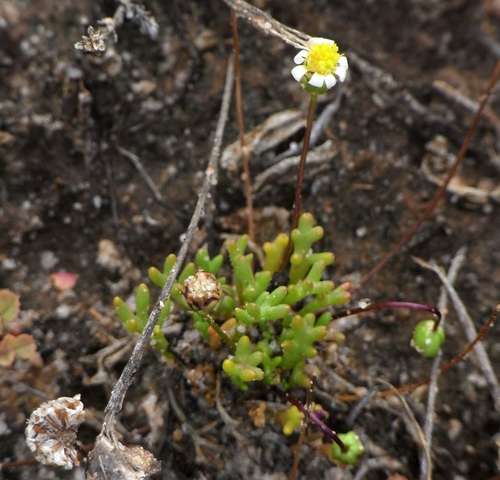 Image of Brachyscome lineariloba by (c) Russell Best, some rights reserved (CC BY)