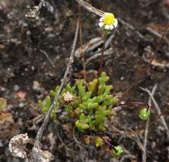 Brachyscome lineariloba