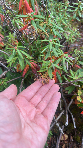 Rhododendron observed 2026-10-28